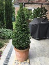 Impruneta Terracotta mit Pyramiden-Ilex