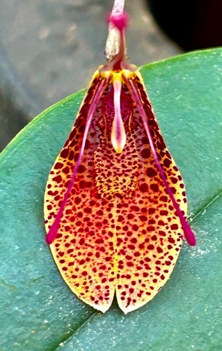 Restrepia species fire - restrepia, ´fire
