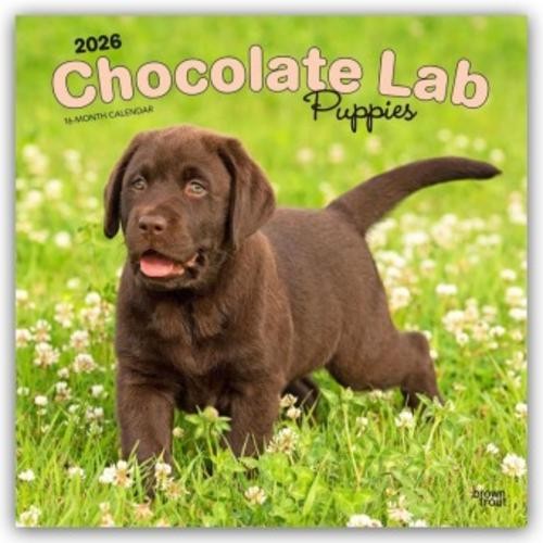 Chocolate labrador retriever - chocolate,