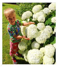 Schneeball-Hortensie "Annabelle";1 Pflanze