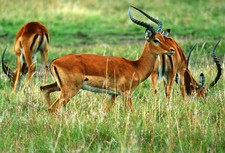 1 AK Postkarte Impala-Gazelle