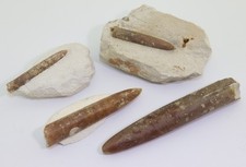 Belemniten, Gonioteuthis