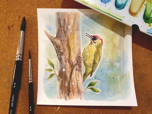 Aquarell grünspecht - aquarell,