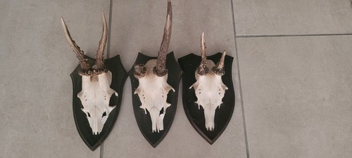 Rehgeweihe konvolut stück - konvolut, 3