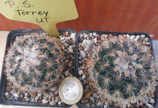 Pediocactus simpsonii