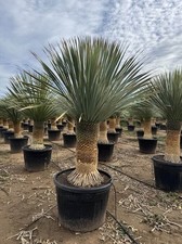 Sunny Tree - Yucca Rostrata -
