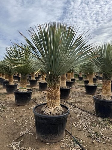 Sunny tree yucca rostrata - sunny,