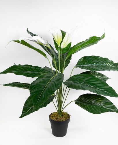 Spathiphyllum real touch 70cm - touch,