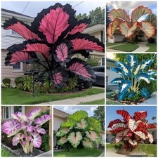 100 Stück Caladium Blumen Samen seltene Farbe Staude Garten Freiluft Bonsai
