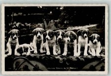 39602489 - Welpen Bernhardiner