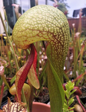 Darlingtonia californica Cobra