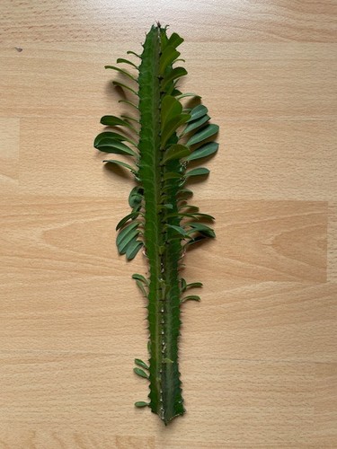 Euphorbia kantige wolfsmilch - 3,