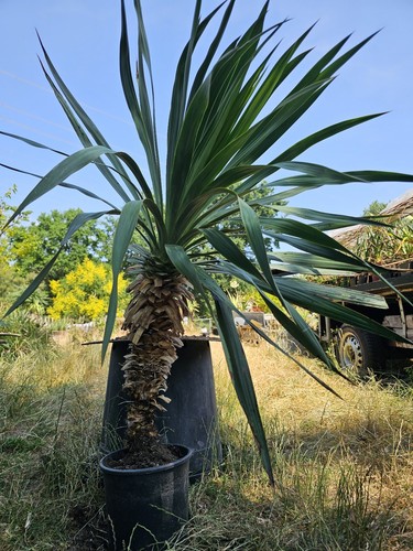 Yucca recurvifolia 100cm - 🌴,