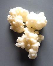 15 Gramm Milchkefir, Kefirknollen, Kefir Pilz