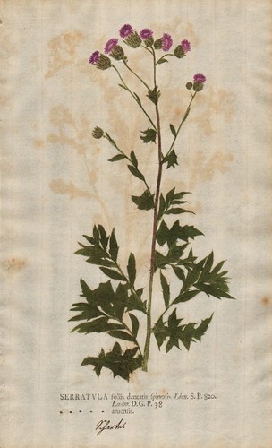 Serratula färber scharte - serratula, färber-scharte