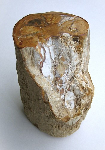 Versteinertes holz aus - holz,