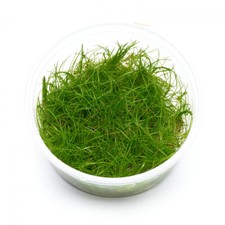 Eleocharis acicularis | "Nadelsimse" - in vitro