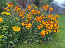 GOLDLACK Frühjahrsblüher, bunte Mischung, Blumensamen, juhuuBlumen