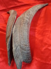 ECHTE GEWEIH ,HÖRNER vom  Steinbock, Ziegenbock, Ziege (cod.6)  Gesamtlänge der