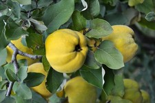 Quittenbaum Cydonia oblonga Leskovacka Birnenquitte 160-200 cm Obstbaum