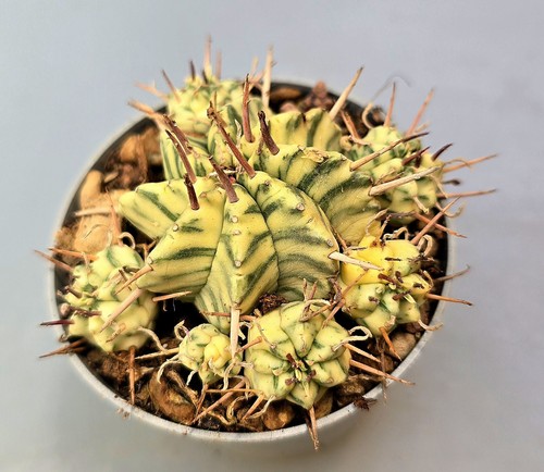 Schöne euphorbia meloformis - euphorbia,