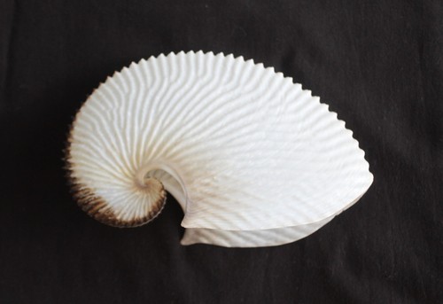 Paper argonaut muschel - "paper, (aa6)