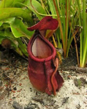 NEPENTHES ROWANAE –