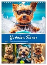 Yorkshire Terrier. Fröhliche