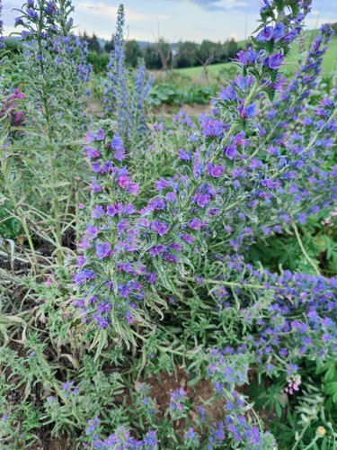 Wilder natternkopf echium - wilder, (echium