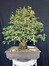 Weißdorn Bonsai Prebonsai Yamadori Rohling Rohware 148