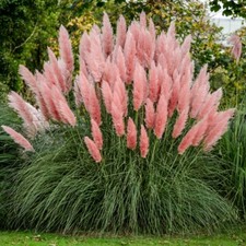 ( 1 ) - Pink Pampas Grass -
