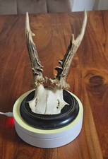 Rehbock Gehörn, Rehgeweih, Trophäe Rehgehörn mit Trophäenbrett  24 cm. 1936-1943