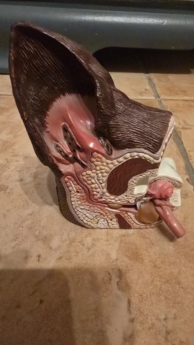 Anatomie model hund - model, ohr
