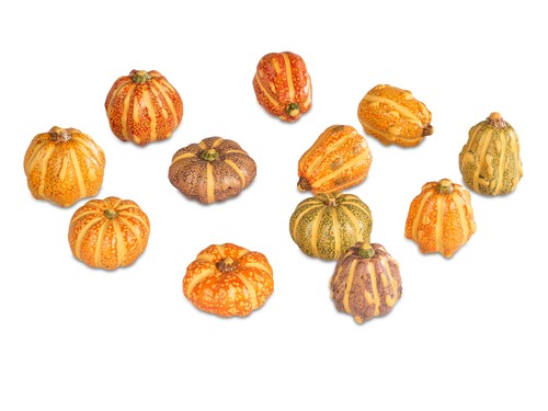 Mini deko kürbis - mini, herbstfarben