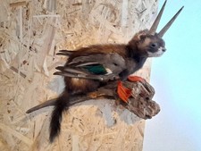 Wolpertinger Bayerischen Urvieh Fabelwesen Präparat Tierpräparat 