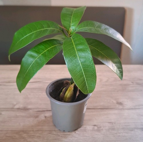 Mango baum jungpflanze - baum,,