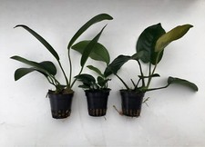 Anubias mix töpfe - anubias,