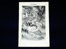 RIESENSCHLANGE Anaconda - Lithographie von 1896 – 125 Jahre ORIGINAL