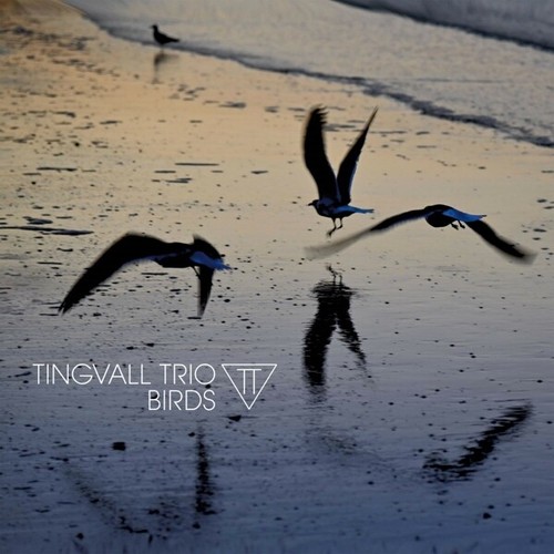 Tingvall trio birds 180 - tingvall,
