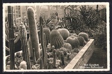 Ansichtskarte Bad Cannstatt, Wilhelma, Kakteenhaus 