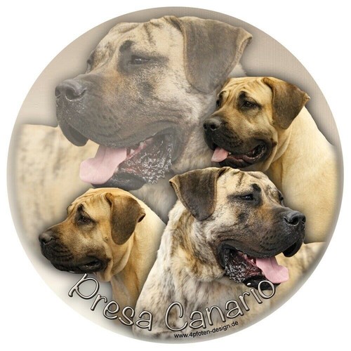 Presa canario - presa, (dogo)