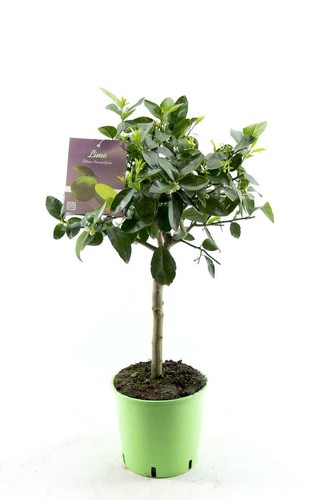 Limettenbaum lima verde - limettenbaum,