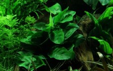 Aquarium Pflanze Anubias barteri nana Nr.301 Aquarium Wasserpflanzen AquaOne 