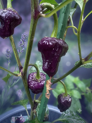 Purple ufo chili samen 10 - ufo, (10