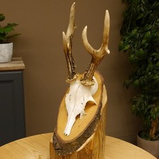 Rehgeweih abnormes Reh Geweih