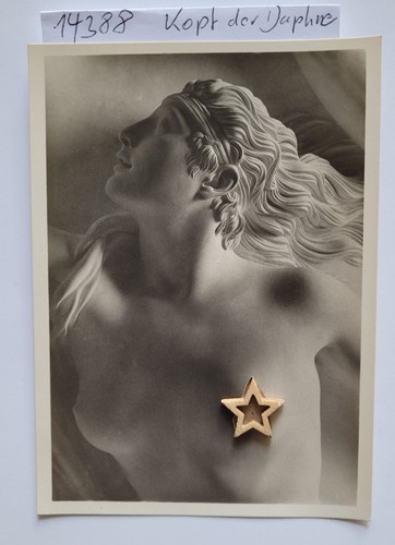 Kopf der daphne original - :,