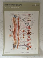 Anatomische Bildtafel Veg. Nervensystem 7 von 9  Poster 70 x 50 cm Geigi   TOP