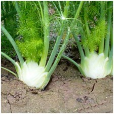 Fenchel Florenz – Saatgut