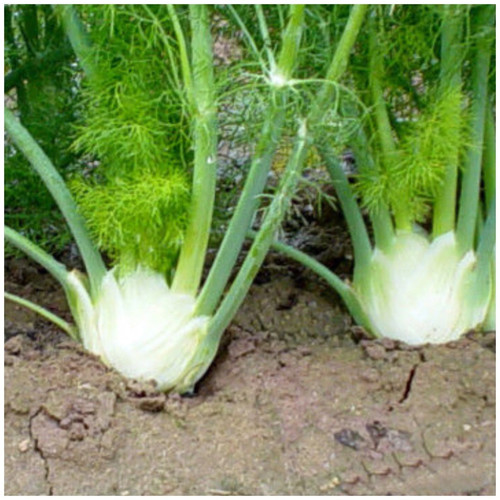 Fenchel florenz saatgut - florenz, –