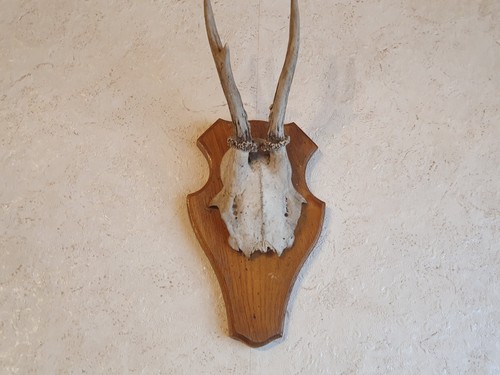 Rehbock auf holzplatte jagd - ,